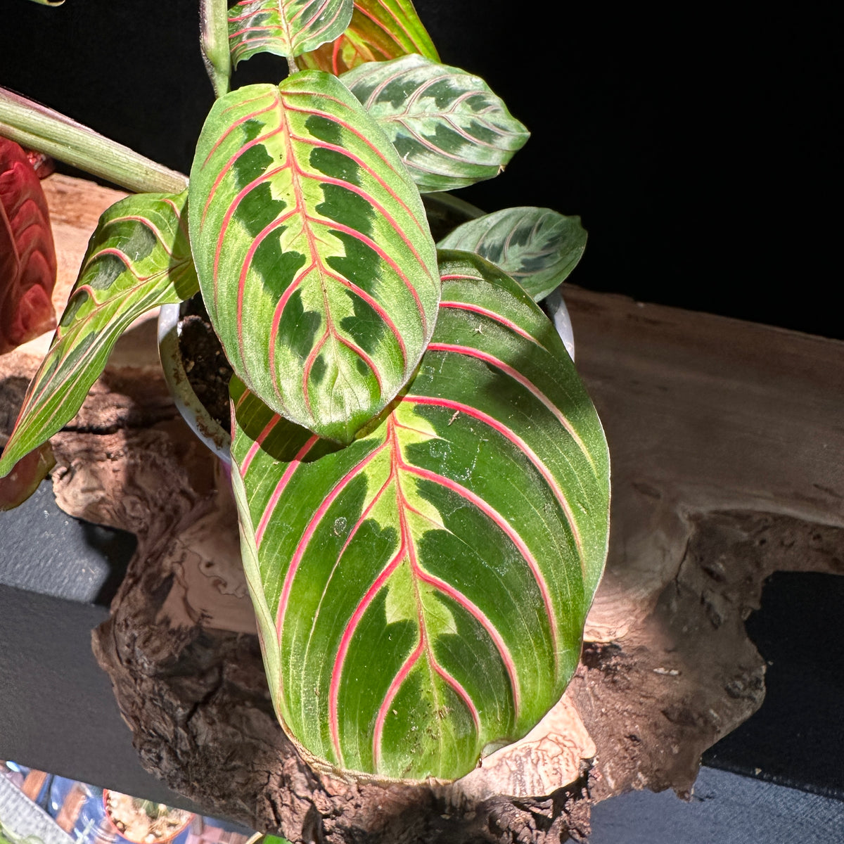 Maranta Red (Red Prayer Plant)