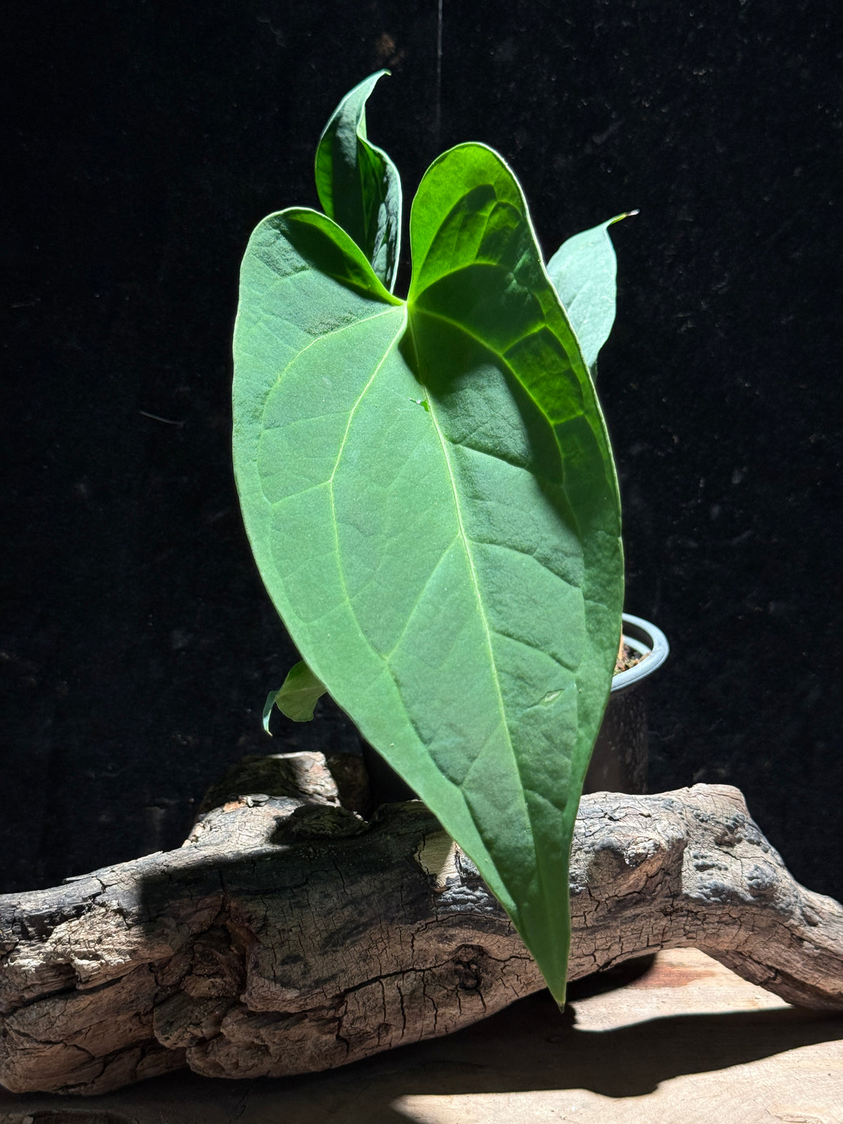 Anthurium ‘Yasuni Heart’ Hybrid | Heart-Shaped Velvet Foliage