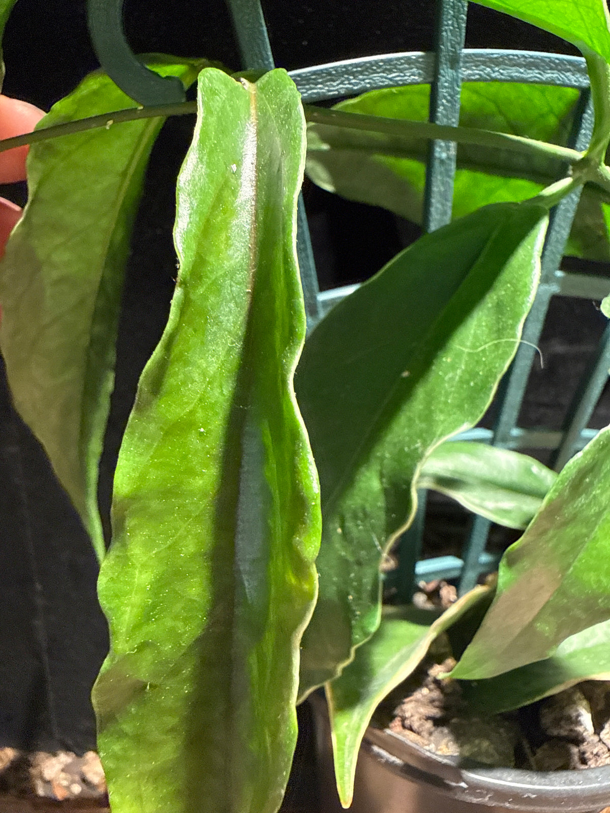 Hoya Kenejiana Variegata