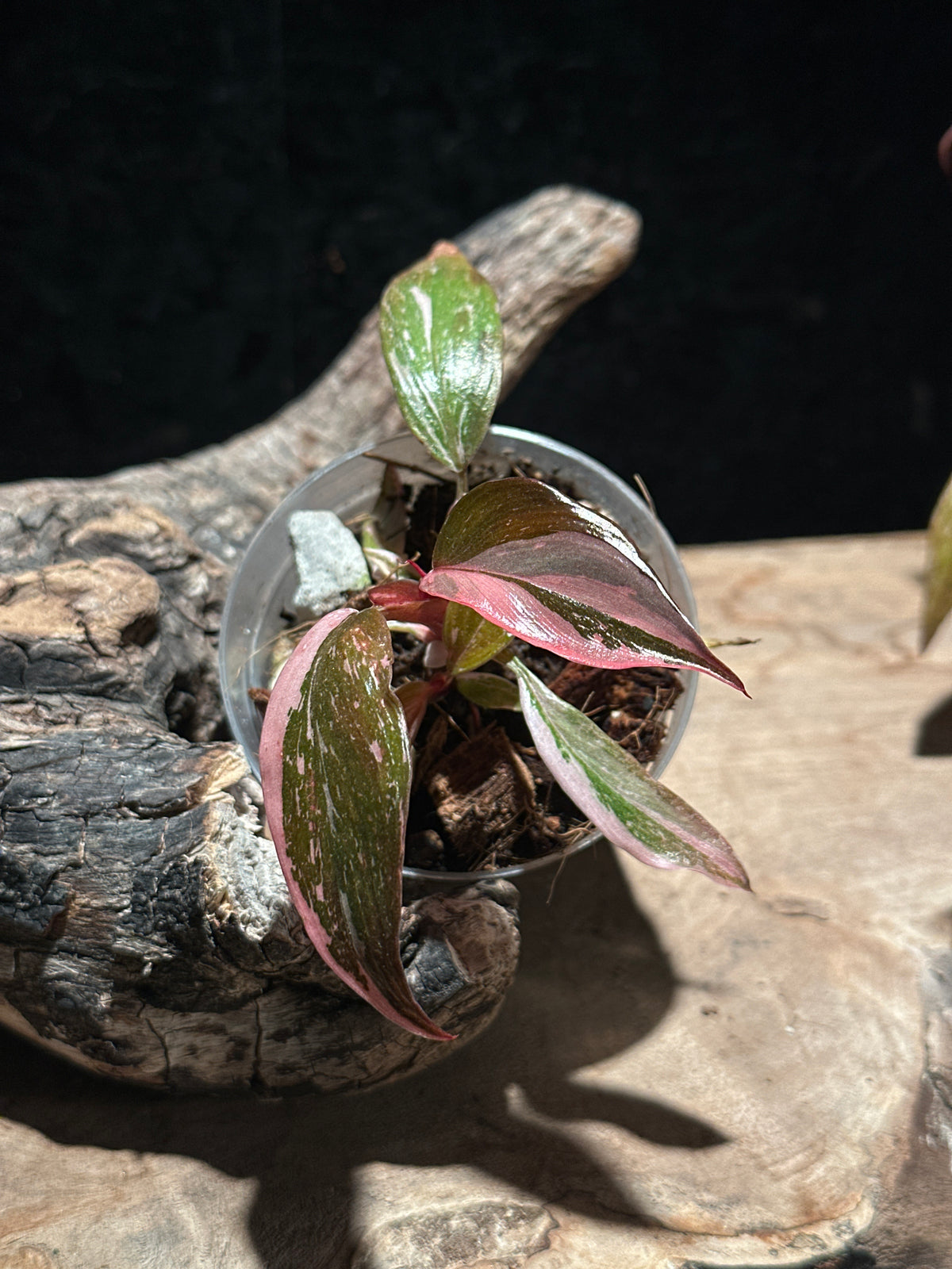 Philodendron 'Pink Princess Marble Galaxy' Live Houseplant | Rare Variegated Philodendron