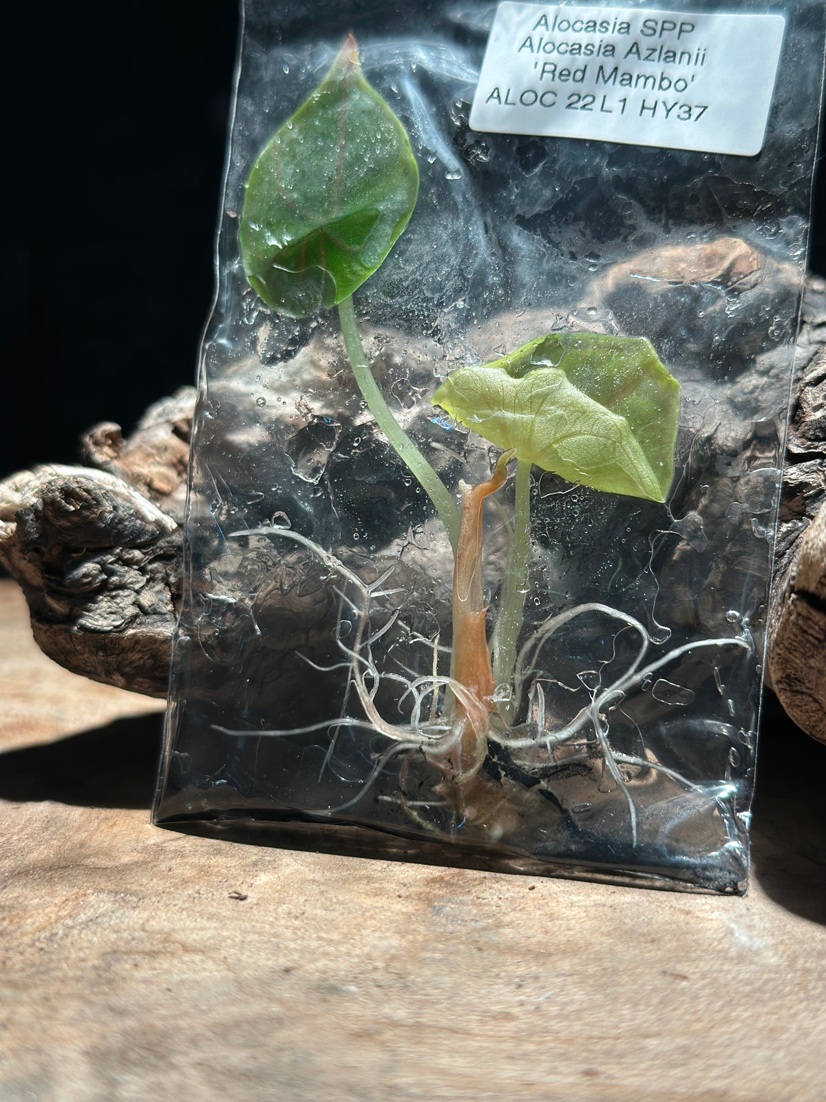 Alocasia “Red Mambo” TC Rare Jewel Alocasia Tissue Culture