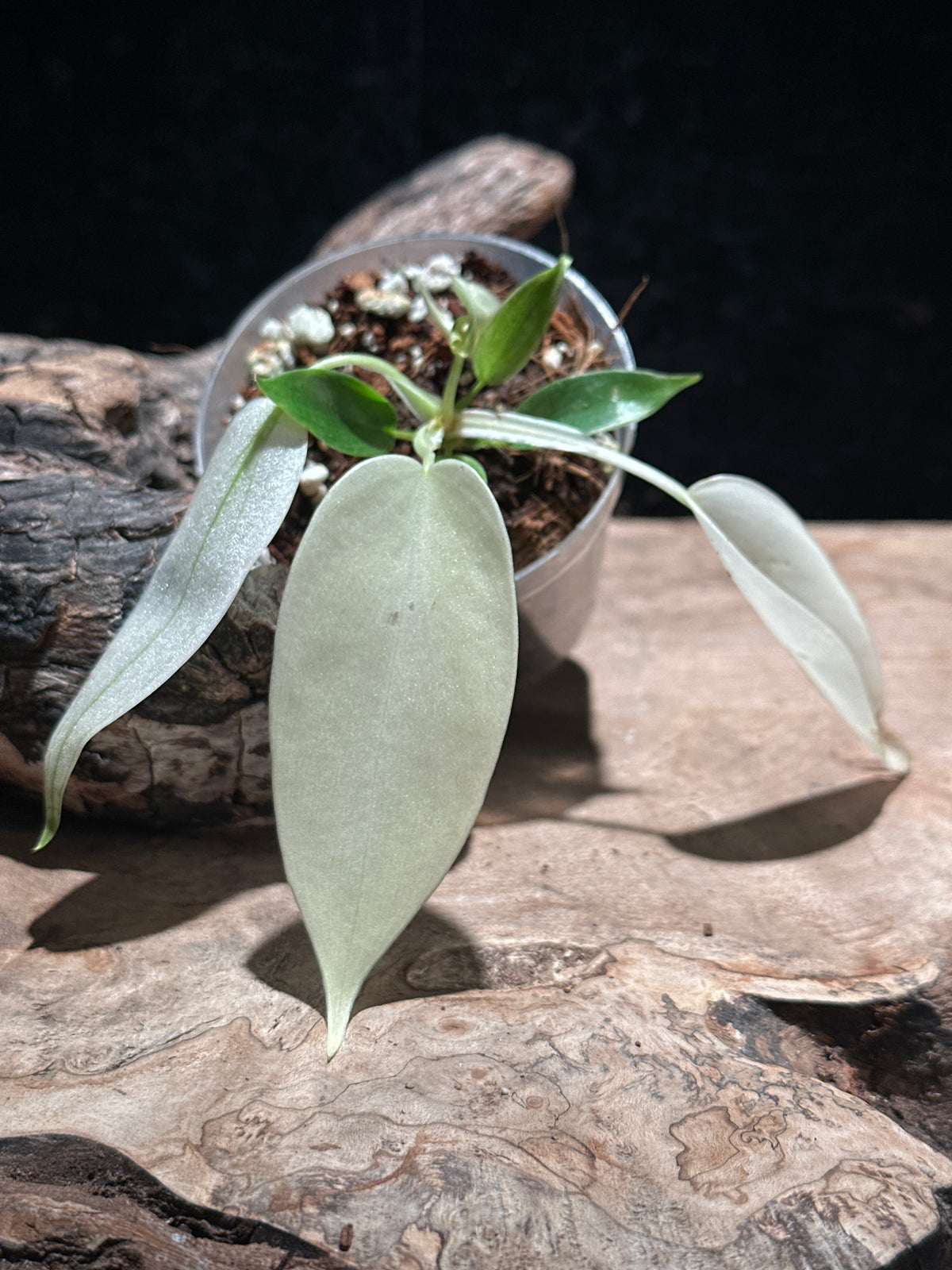 Philodendron 'Florida Ghost Mint' Live Houseplant | Rare Transforming Aroid