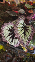 Begonia Harmony's Nightfall – Velvet Plum & Silver Specimen
