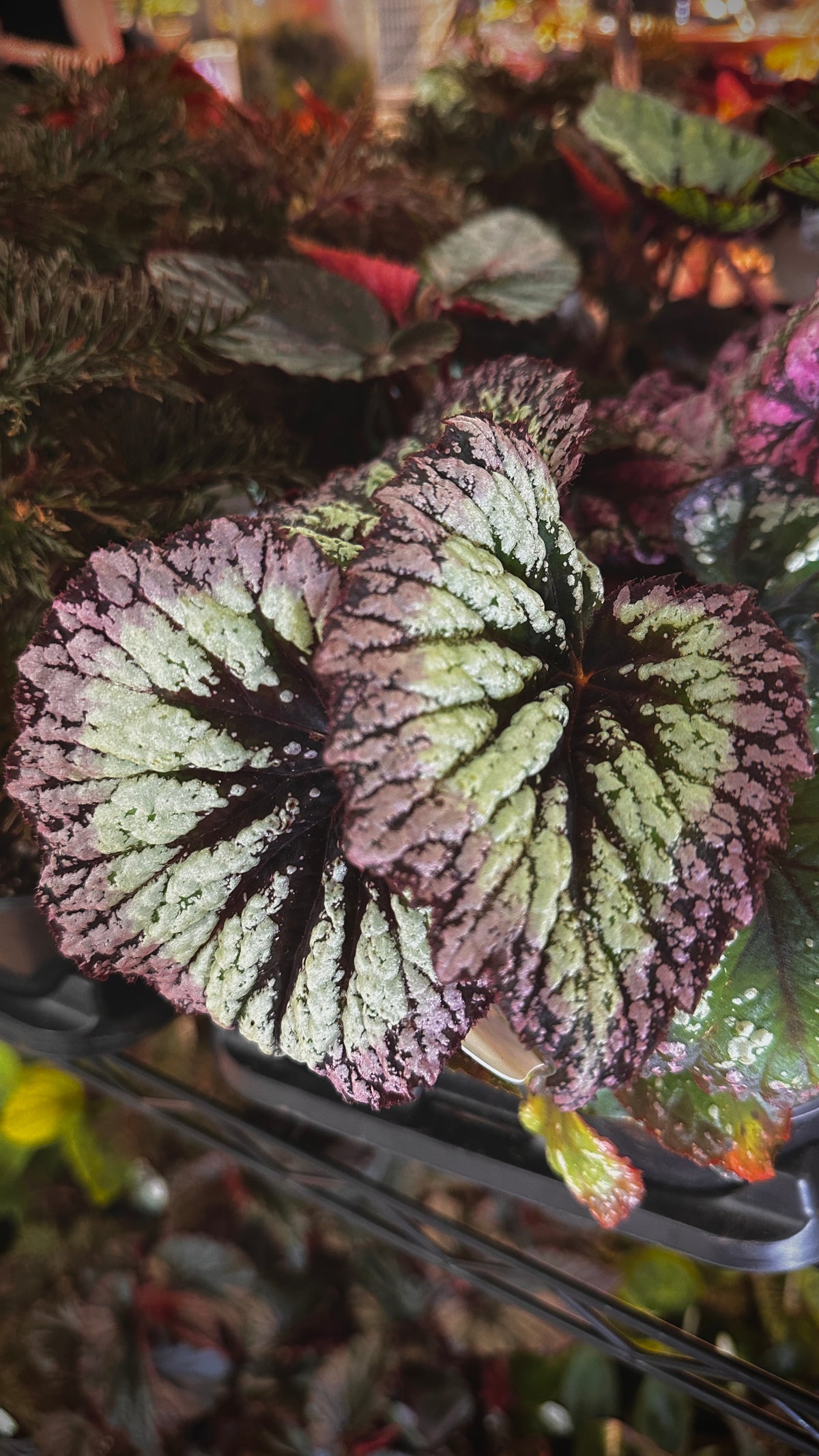 Begonia Harmony's Nightfall – Velvet Plum & Silver Specimen