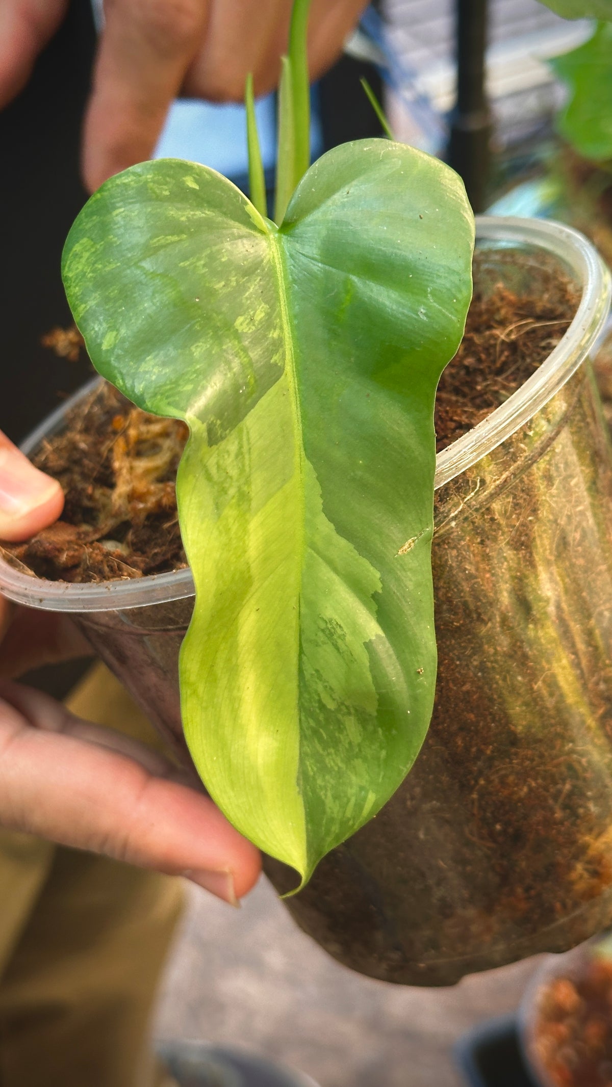 Philodendron 'Bipenifolium variegated' 4"