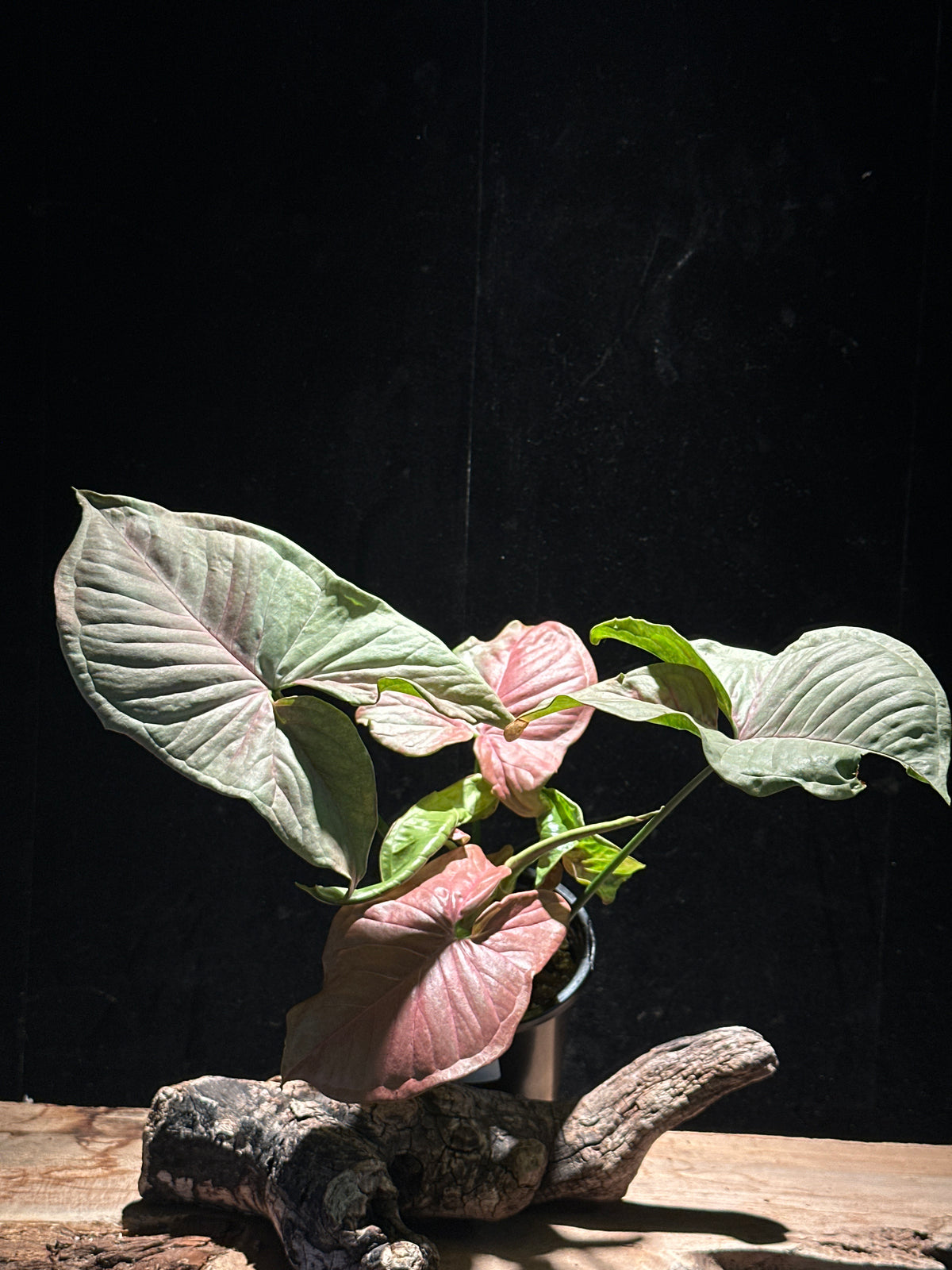 Syngonium ‘Strawberry Shake’