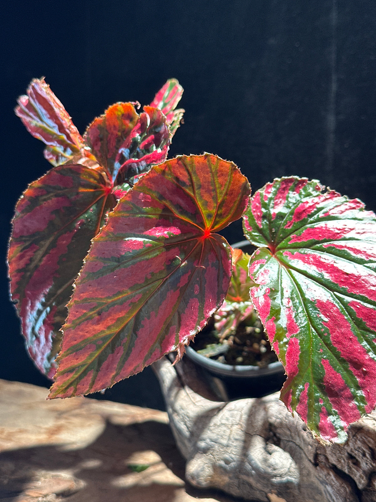 Begonia brevirimosa ‘Exotica’ – Rare Metallic Pink Cane Begonia