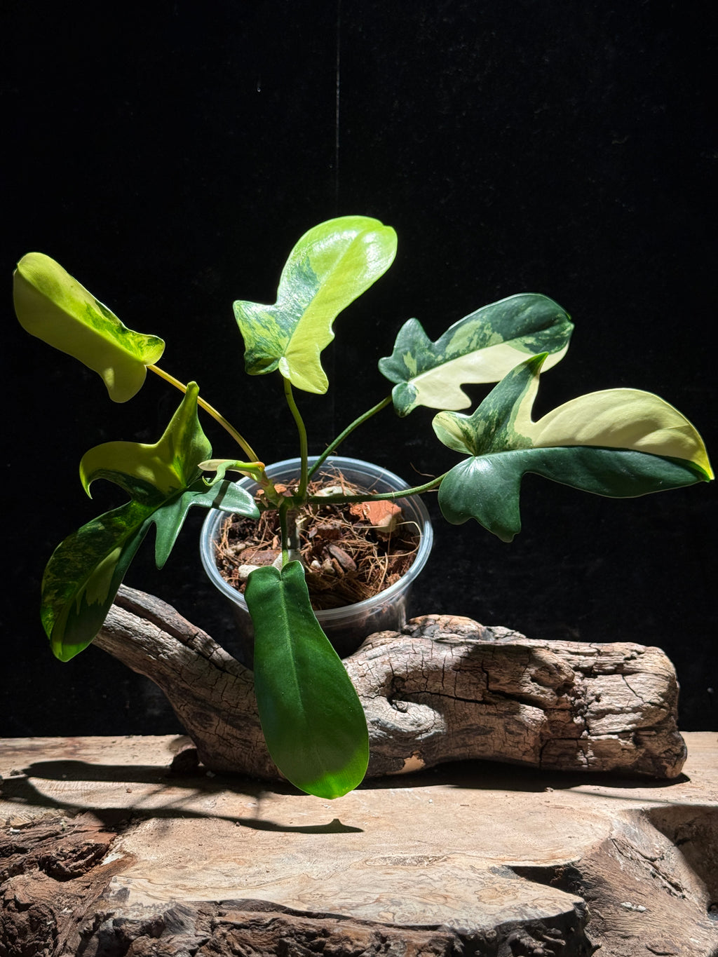 Philodendron ‘Florida Beauty’ Variegated