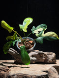 Philodendron ‘Florida Beauty’ Variegated