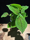 Moon Valley Pilea · Textured Friendship Plant