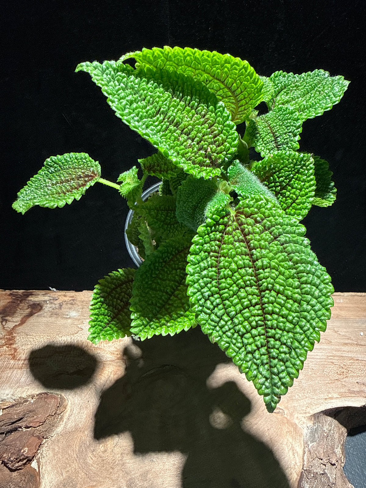Moon Valley Pilea · Textured Friendship Plant