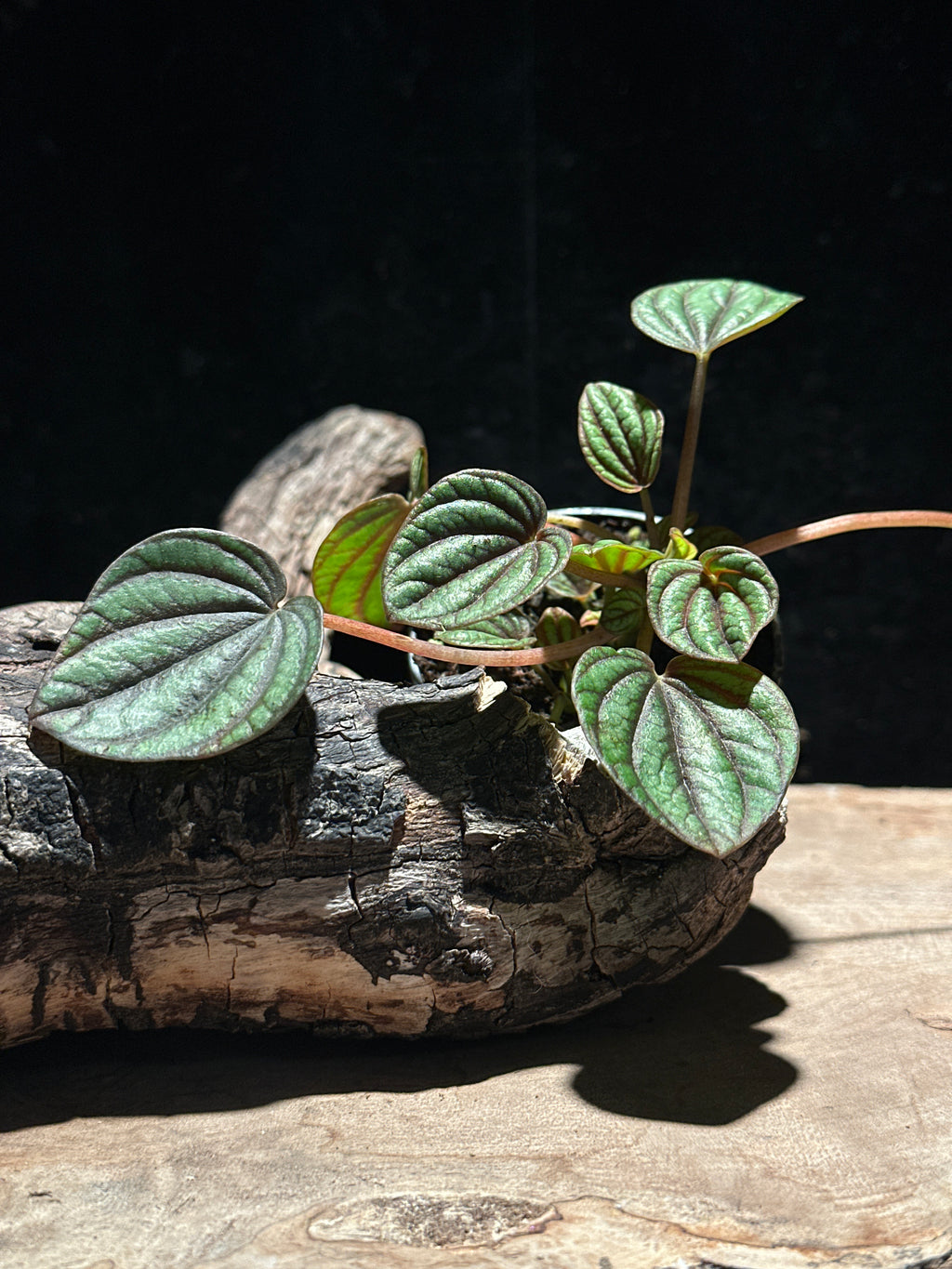 Peperomia albovittata 'Piccolo Banda' (Peacock Peperomia)