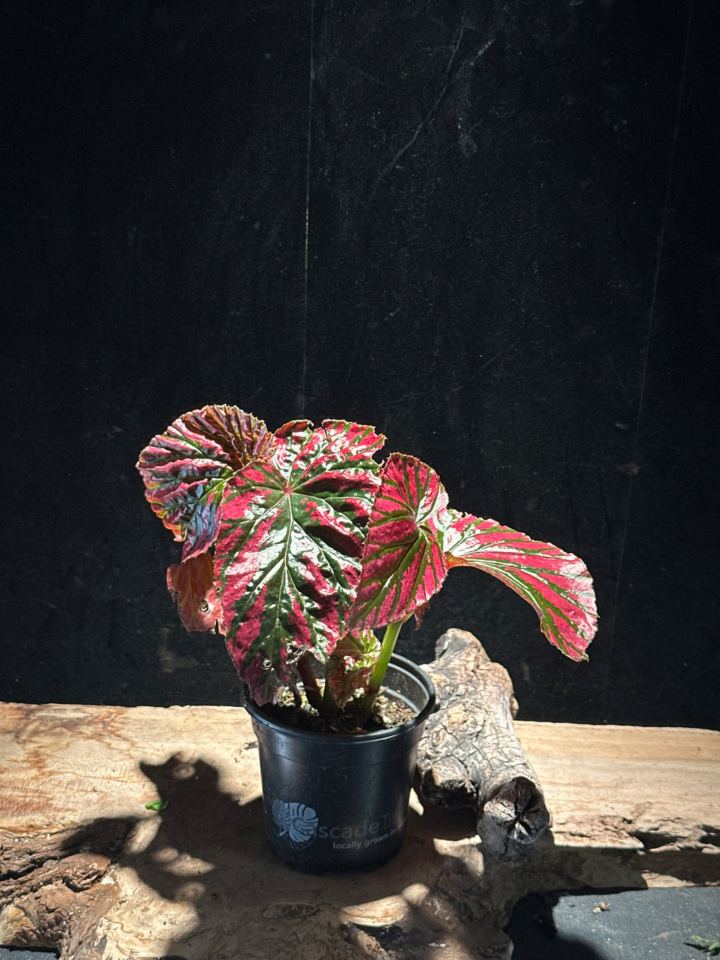 Begonia brevirimosa ‘Exotica’ – Rare Metallic Pink Cane Begonia