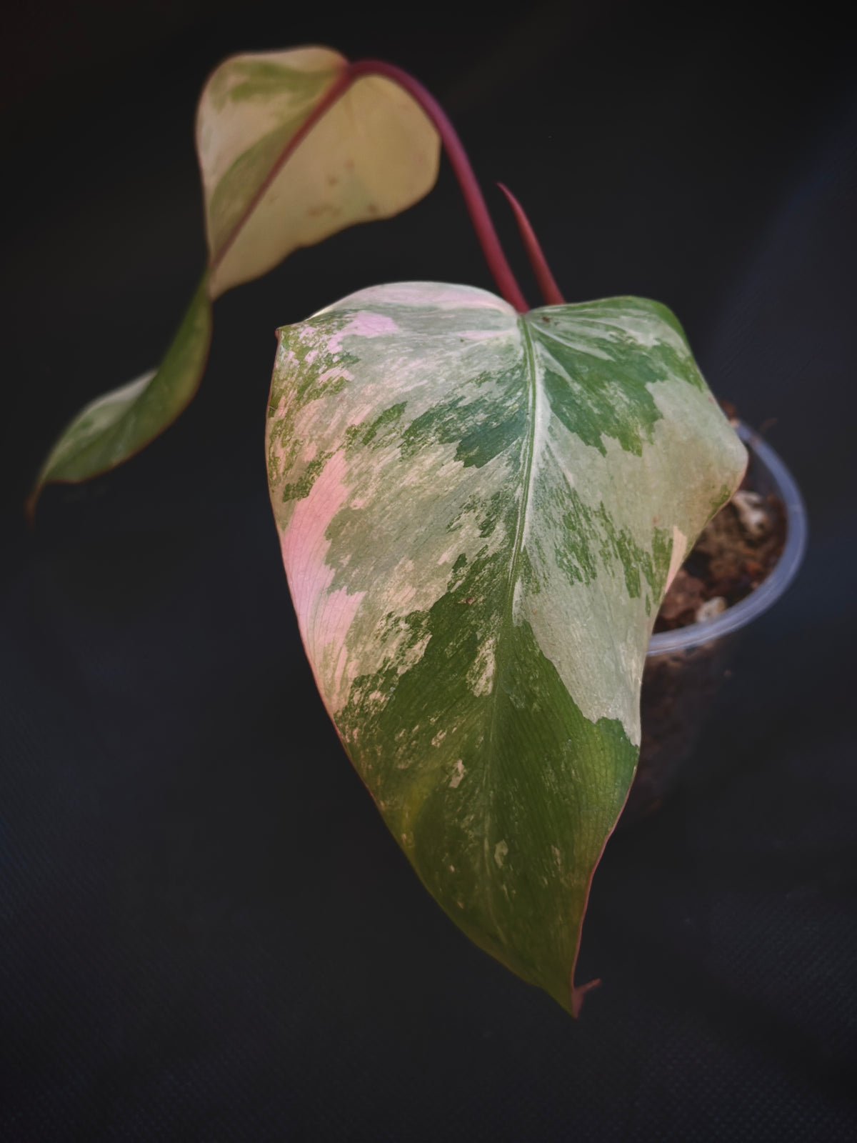 Philodendron 'Strawberry Shake'