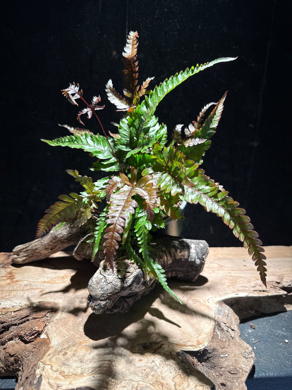 Dryopteris erythrosora ‘Autumn Fern’