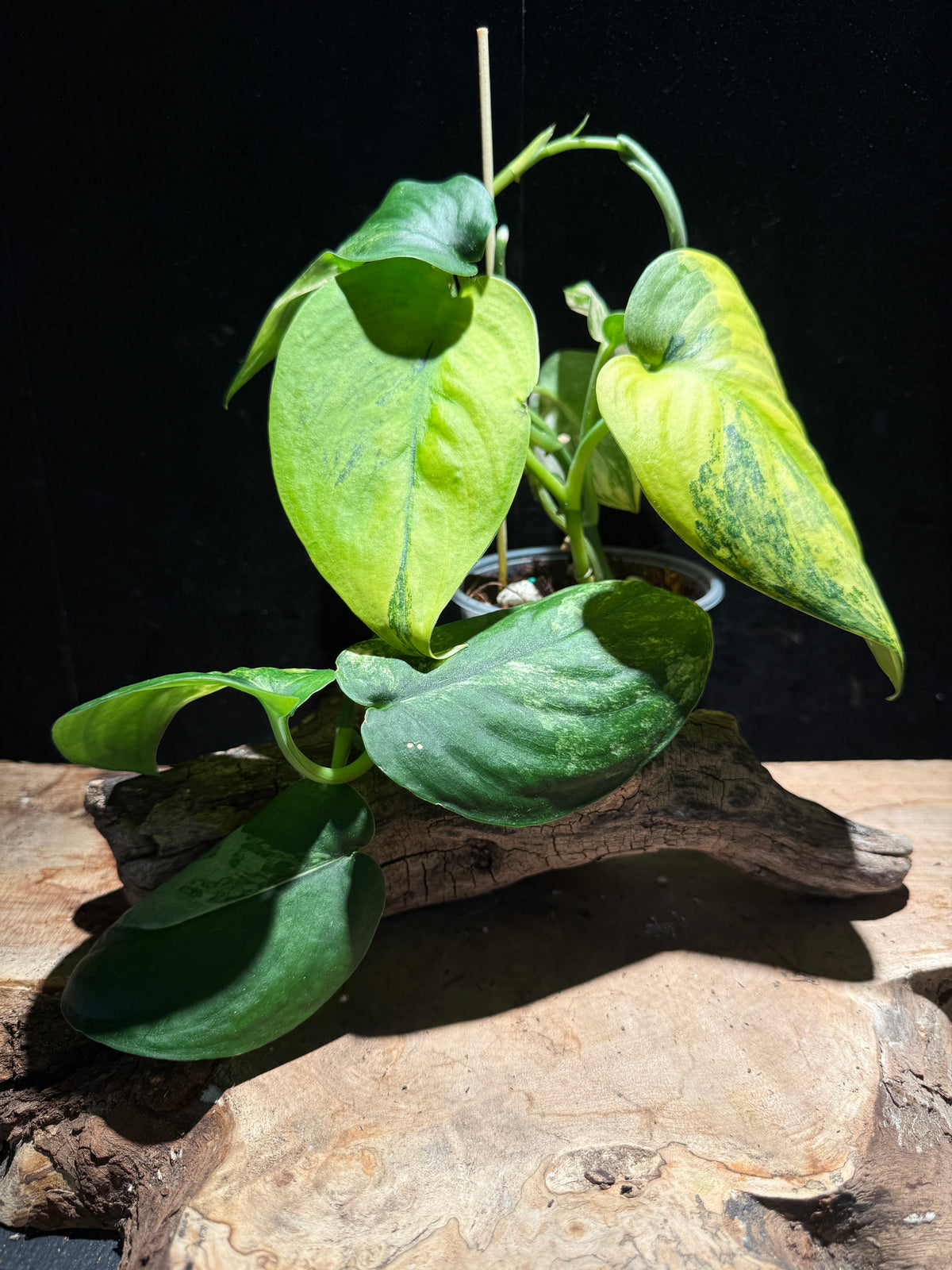 Scindapsus ‘Jade Satin Aurea’