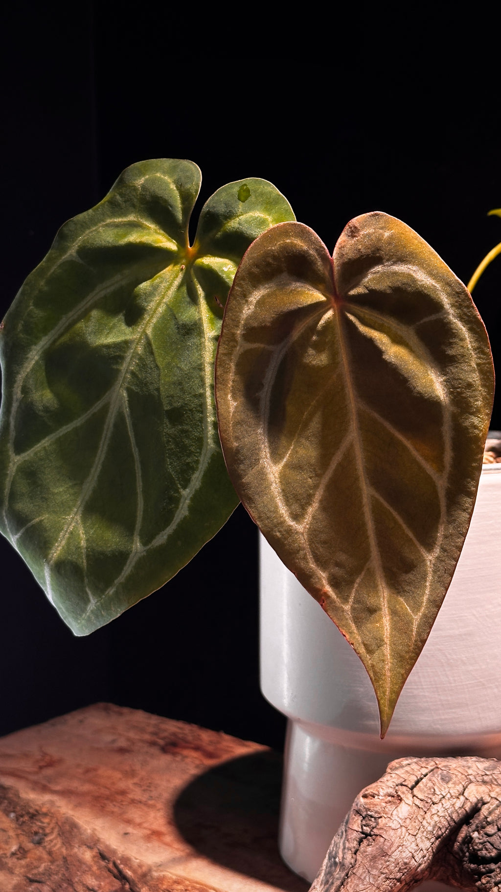 Anthurium 'Silver Butterfly'