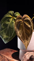 Anthurium 'Silver Butterfly'