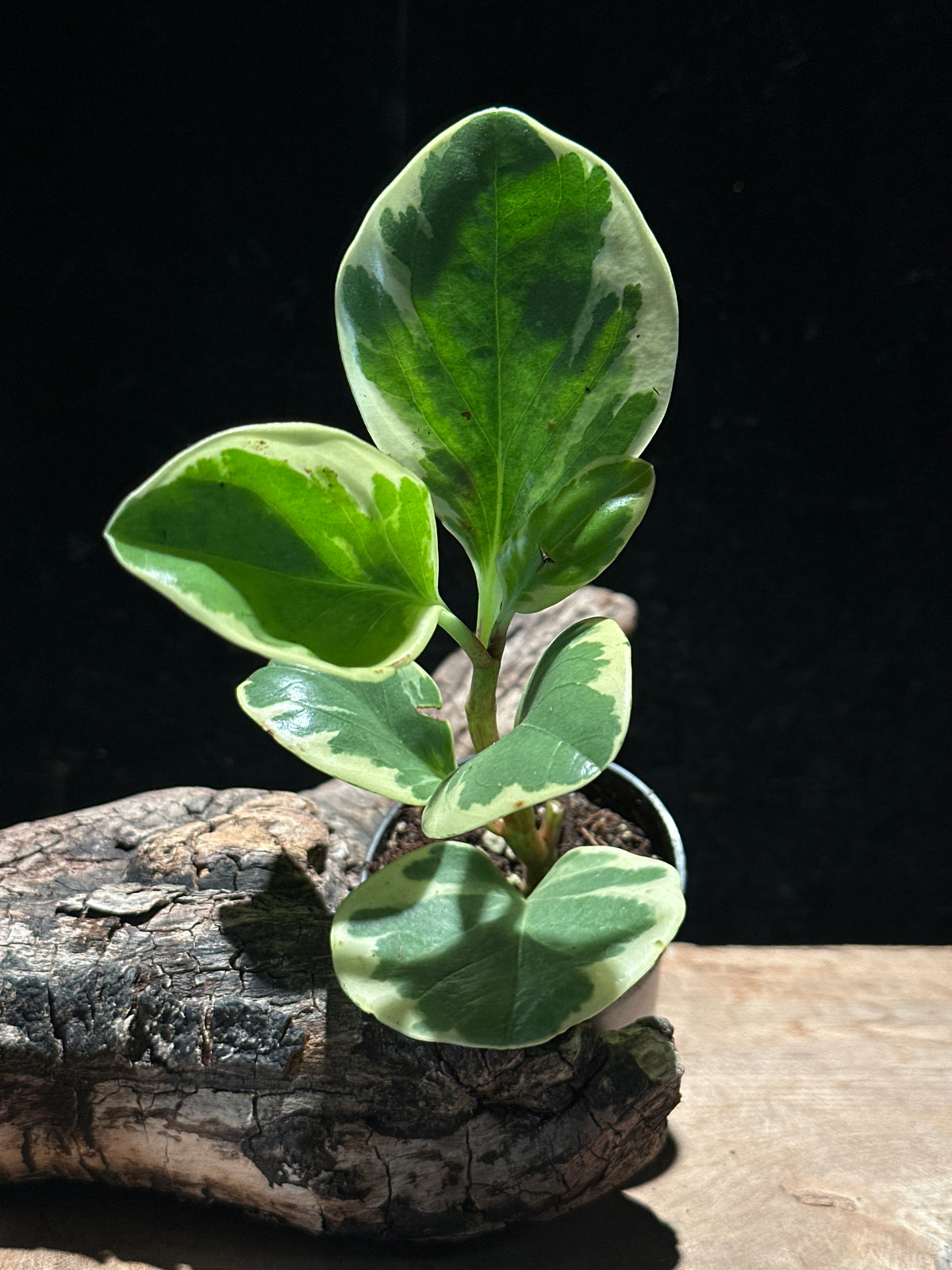 Peperomia obtusifolia 'Variegata' (Variegated Baby Rubber Plant)
