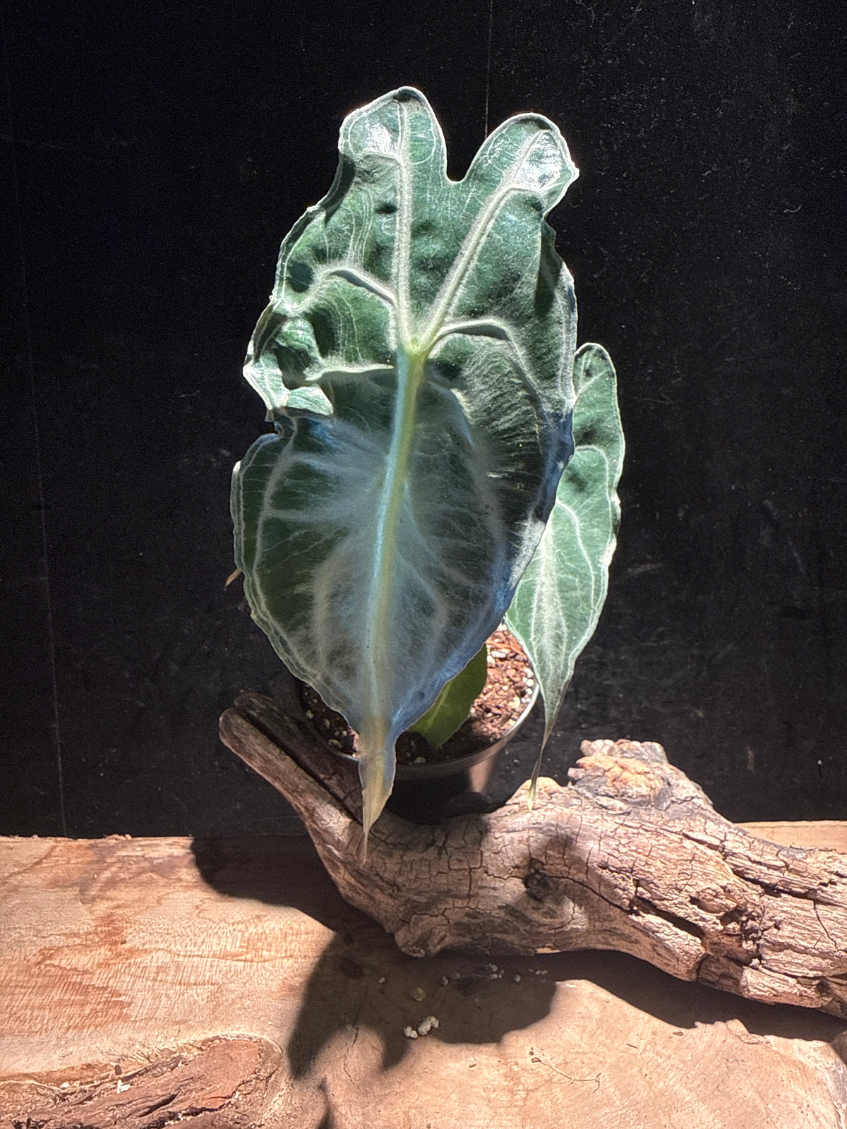 Alocasia 'Venom' (Rare Jewel Alocasia)