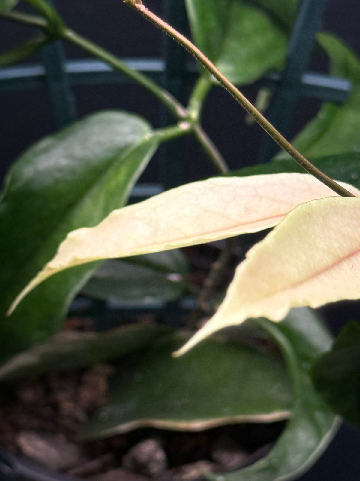 Hoya Kenejiana Variegata
