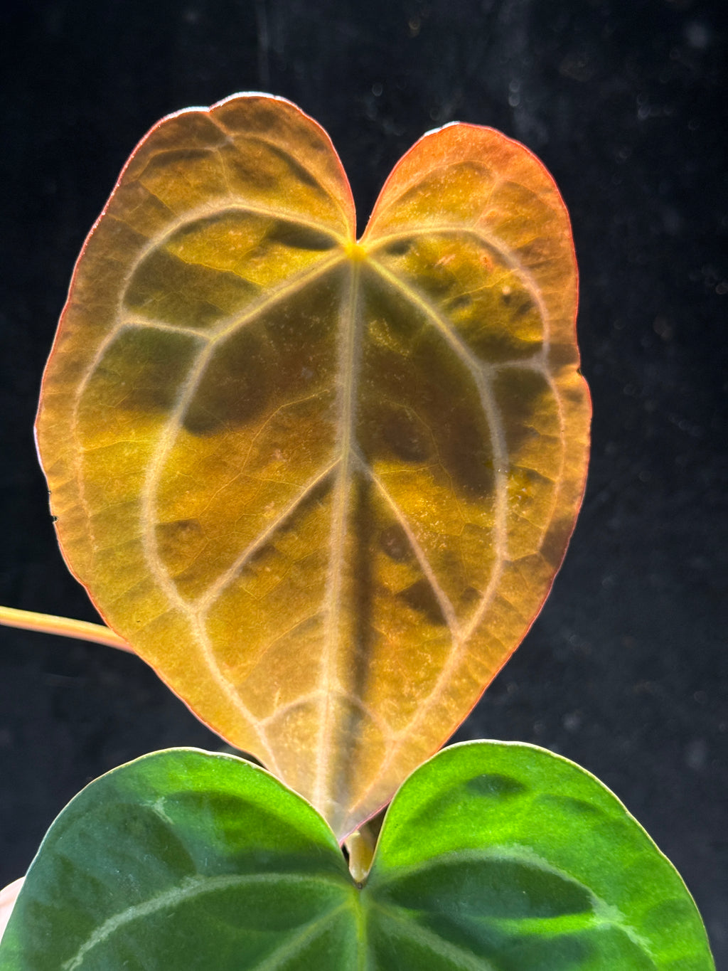 Anthurium ‘Tiger Red’ Seed Grown Hybrid