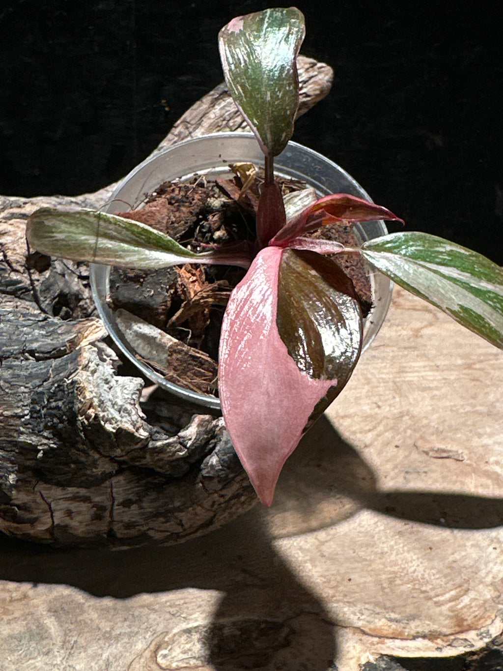 Philodendron 'Pink Princess Marble Galaxy' Live Houseplant | Rare Variegated Philodendron