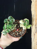Hoya Carnosa 'Compacta' Hindu Rope Variegata 4"