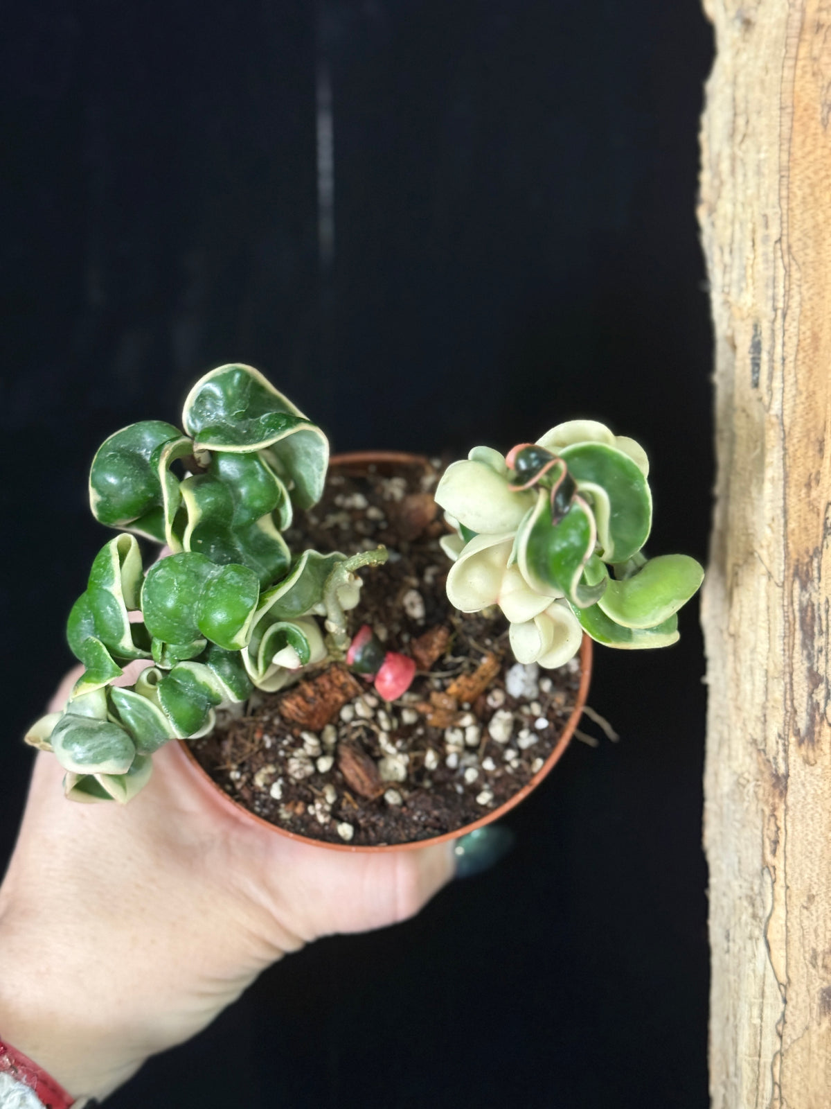 Hoya Carnosa 'Compacta' Hindu Rope Variegata 4"