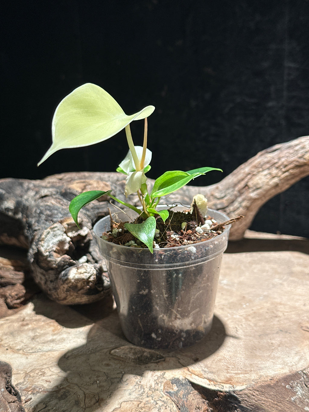 Philodendron 'Florida Ghost Mint' Live Houseplant | Rare Transforming Aroid