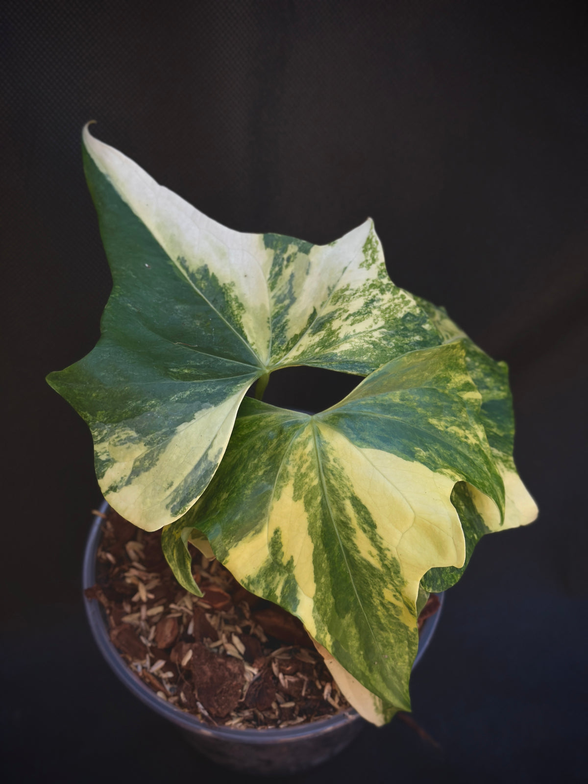 Anthurium 'Pterodactyl' Highly Variegated 6" (Not From Tissue Culture)