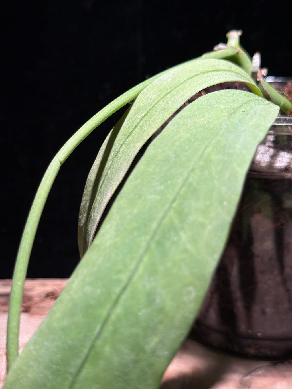 Anthurium vittarifolium - Variegated