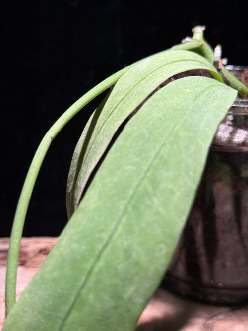Anthurium vittarifolium - Variegated