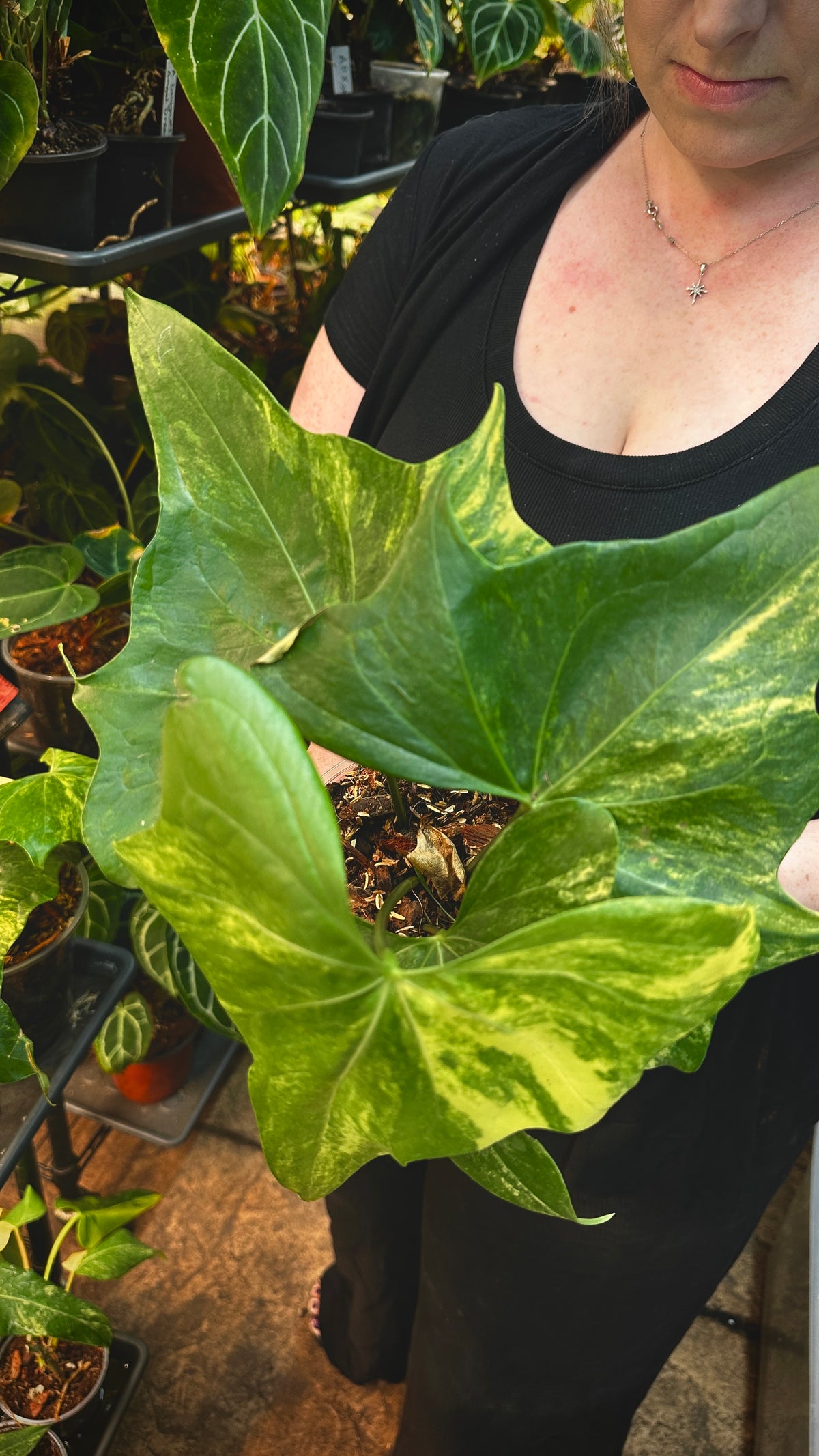 Anthurium 'Pterodactyl' Highly Variegated 6" (Not From Tissue Culture)