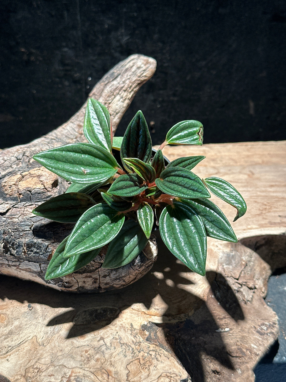 Peperomia Rosso – Crimson Undersides Pet-Safe Starter