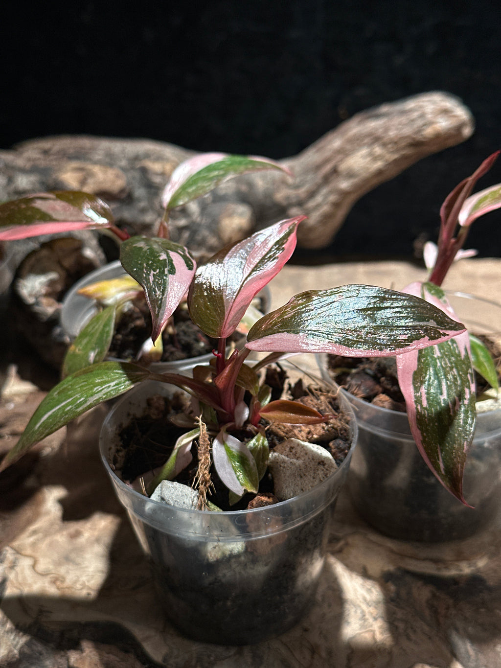 Philodendron 'Pink Princess Marble Galaxy' Live Houseplant | Rare Variegated Philodendron