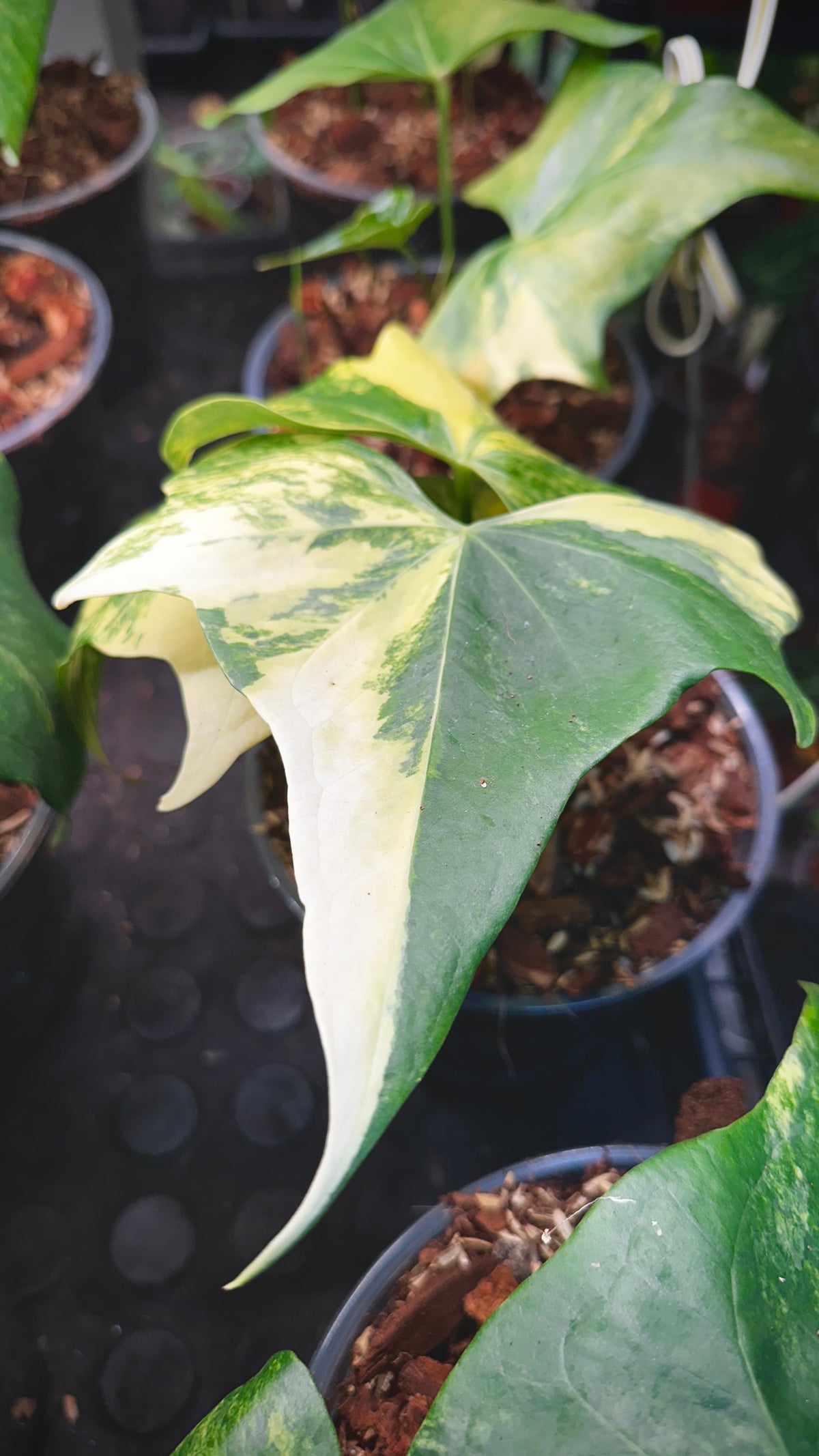 Anthurium 'Pterodactyl' Highly Variegated 6" (Not From Tissue Culture)