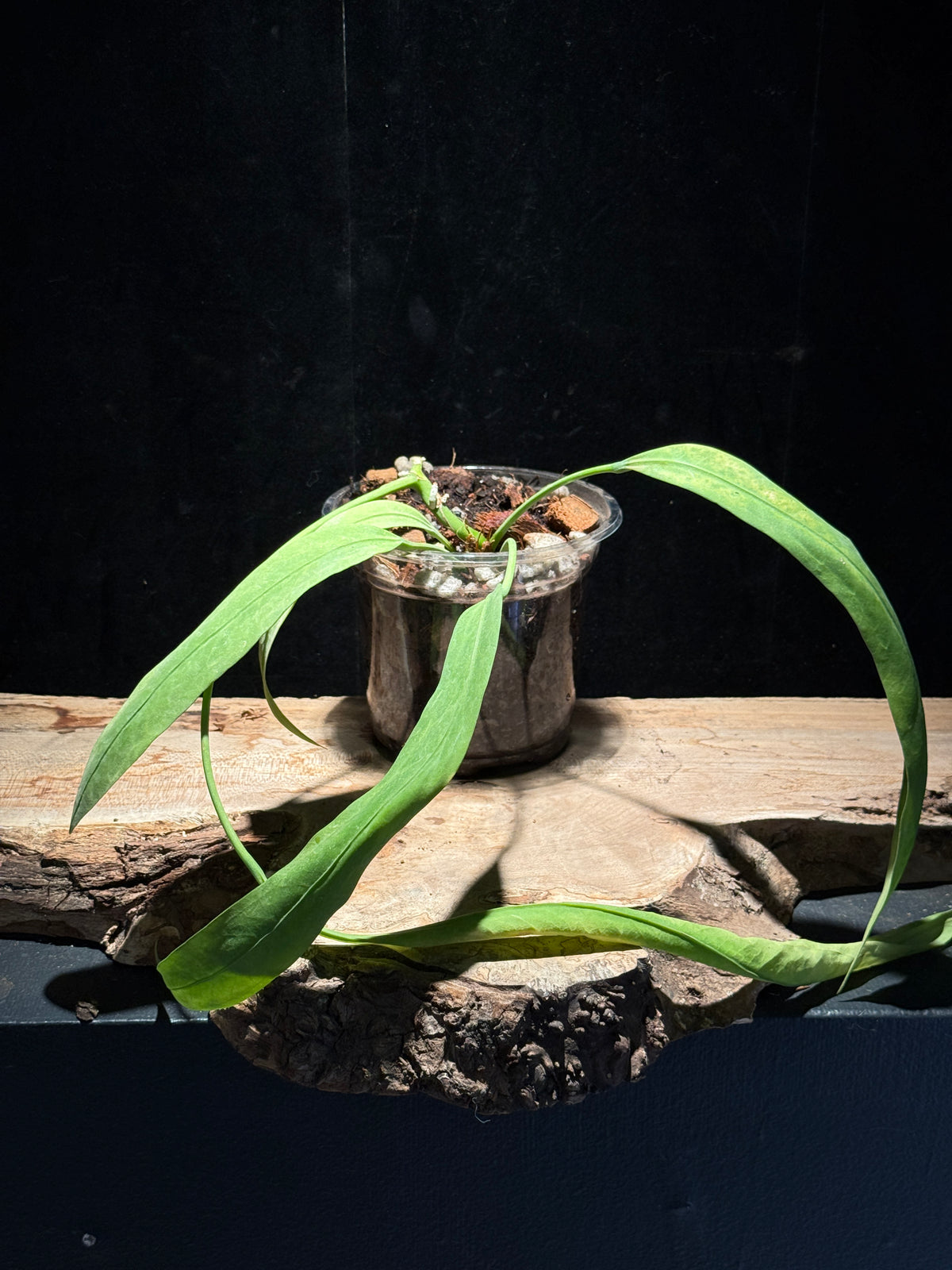 Anthurium vittarifolium - Variegated