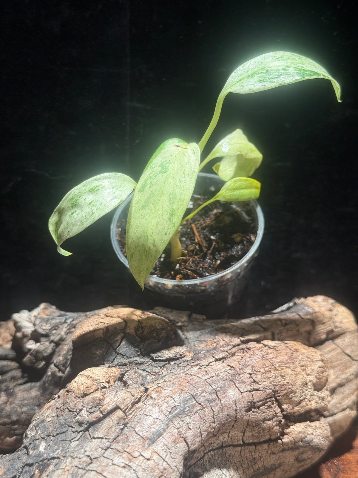 Rare Variegated Rhaphidophora Megasperma (Variegated Gorilla) | Live Aroid Plant