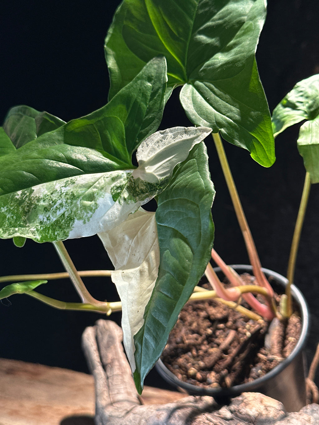 Syngonium Podophyllum ‘Albo-Variegated’