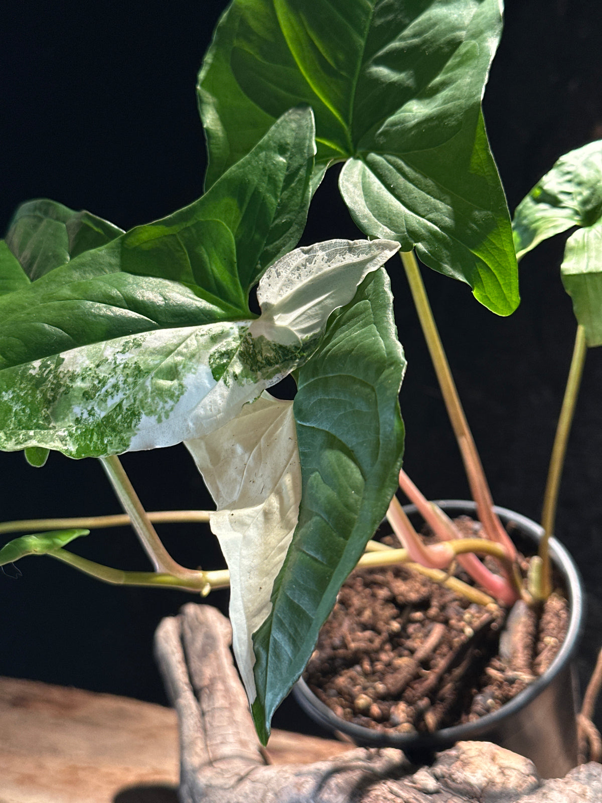 Syngonium Podophyllum ‘Albo-Variegated’
