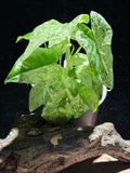 Alocasia odora ‘Batik’