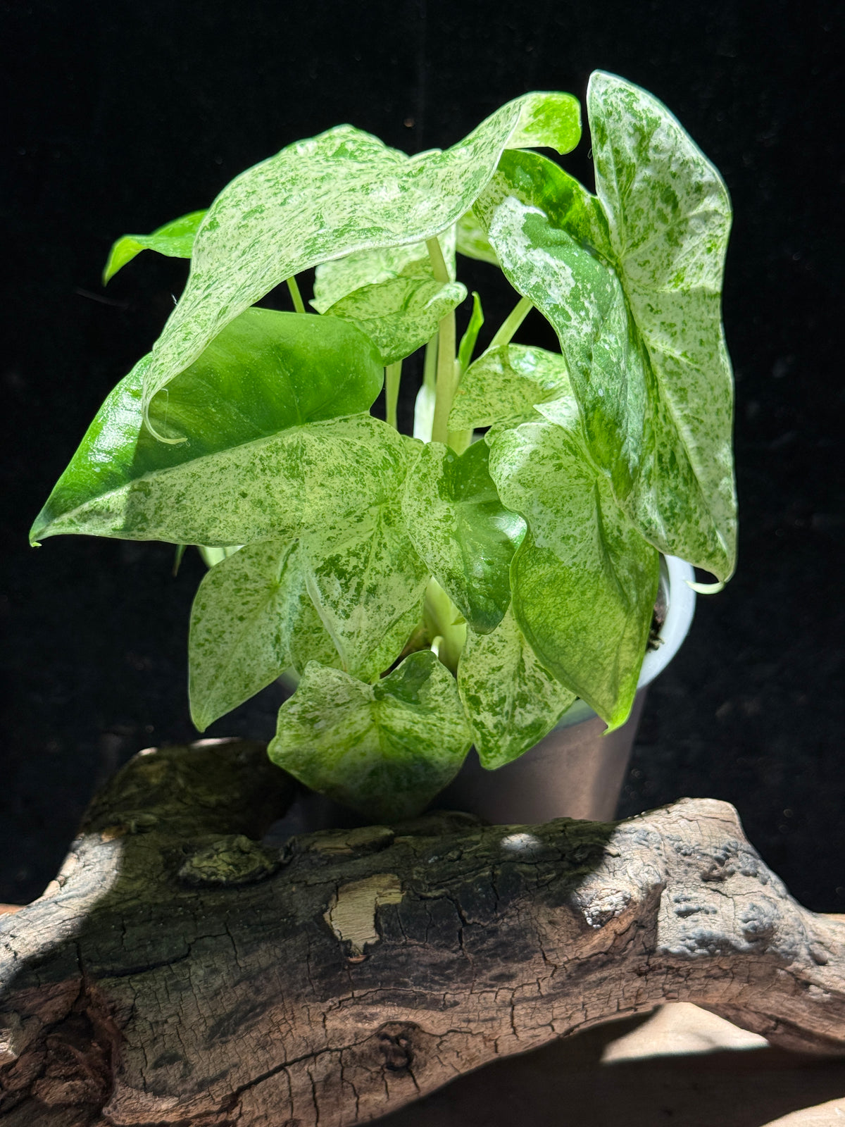 Alocasia odora ‘Batik’