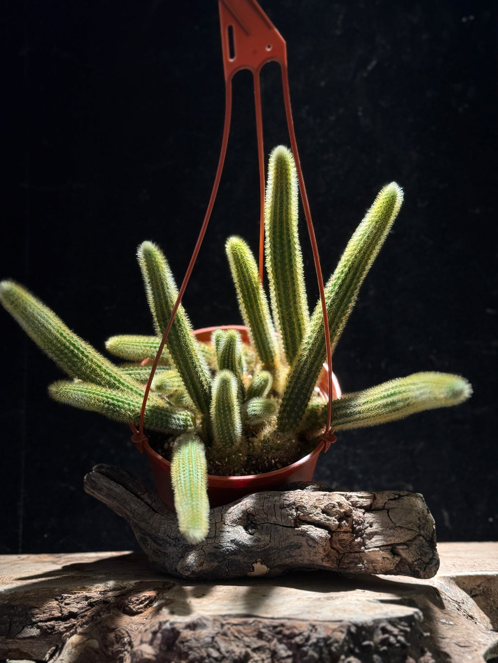 Golden Rat Tail Cactus | Cleistocactus winteri | Trailing Cactus