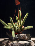 Golden Rat Tail Cactus | Cleistocactus winteri | Trailing Cactus