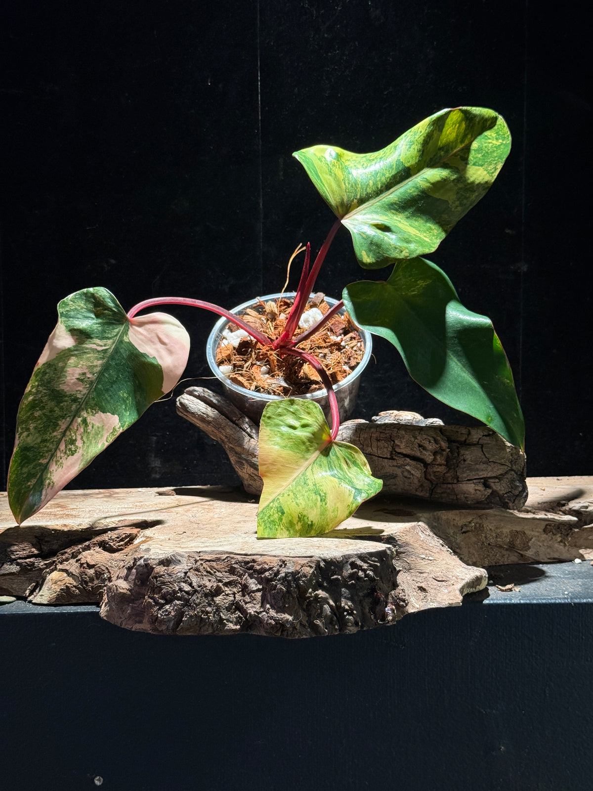 Philodendron 'Strawberry Shake'