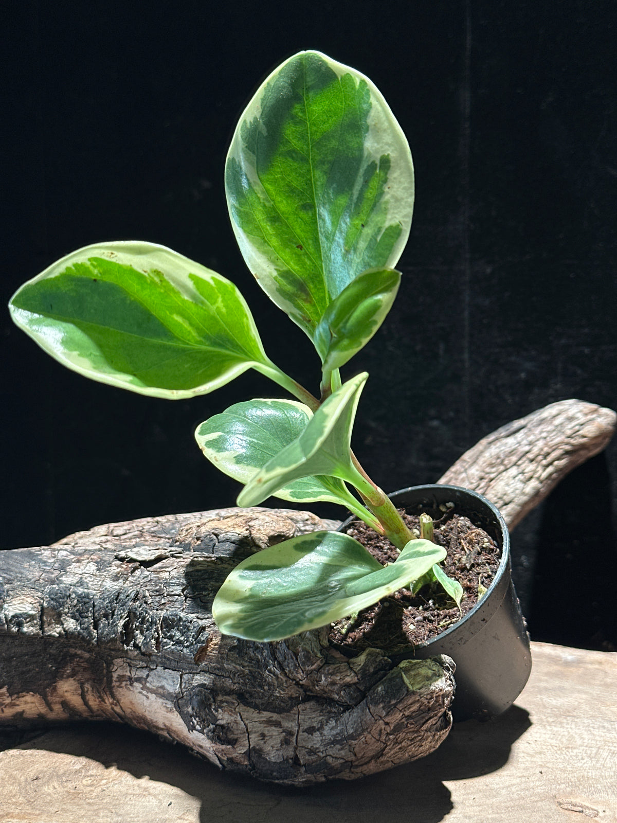 Peperomia obtusifolia 'Variegata' (Variegated Baby Rubber Plant)