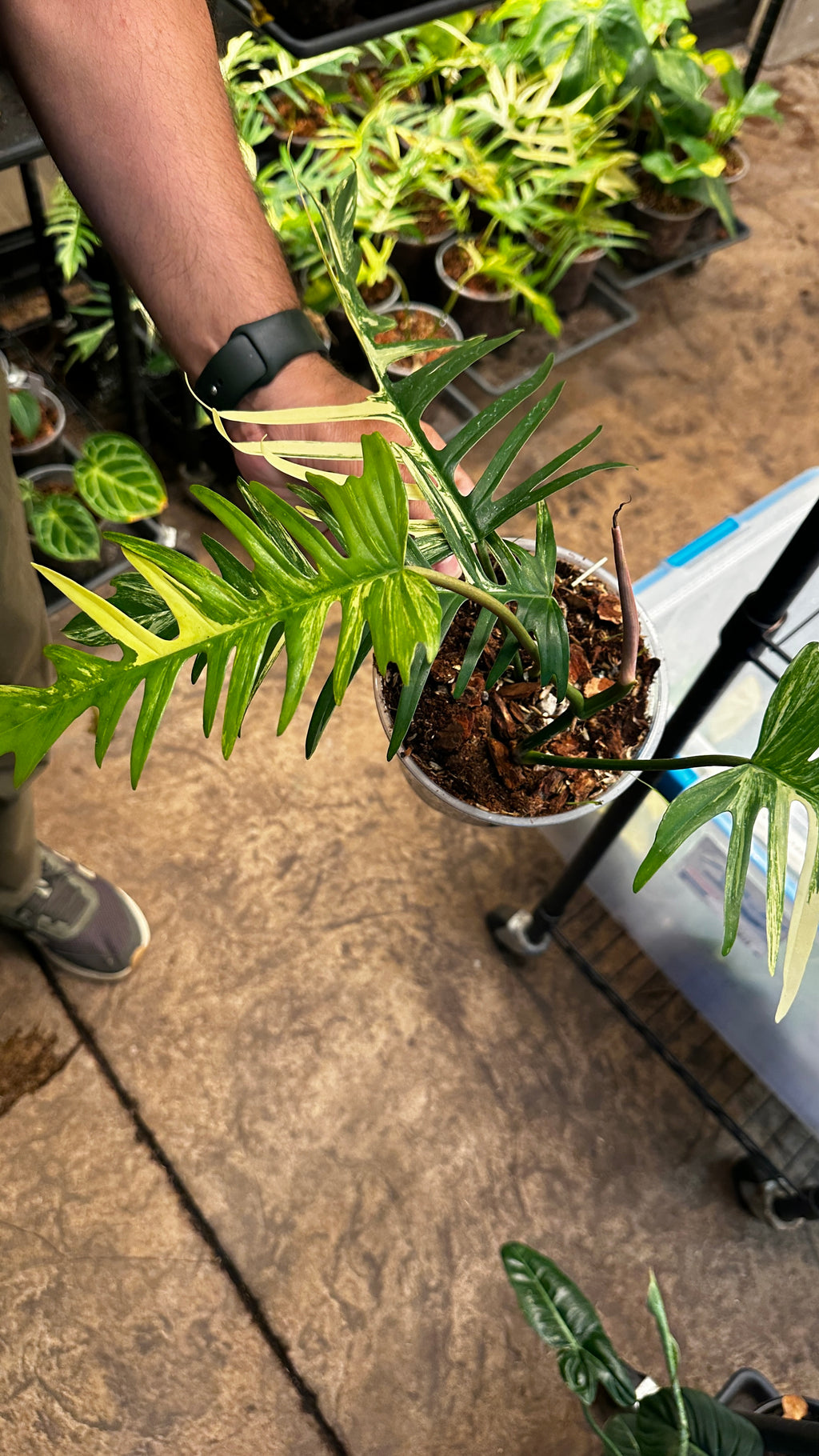 Philodendron Florida Beauty x Tortum variegated 6"