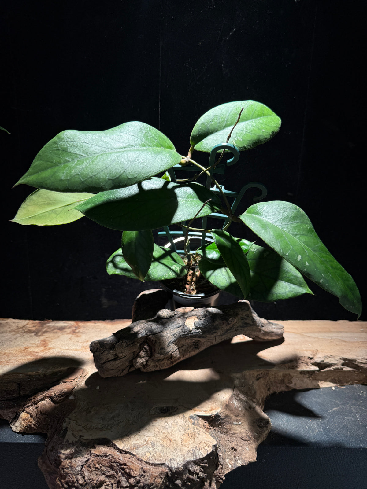 Hoya vitellinoides | Rare Veined Foliage Hoya
