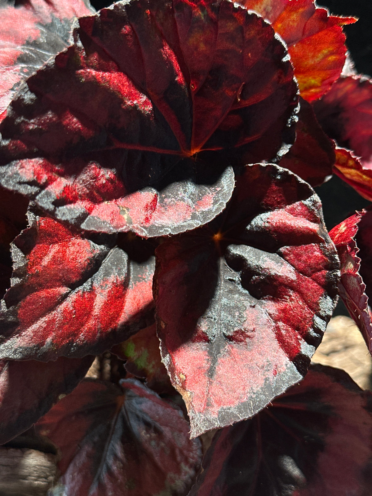 Begonia Red Kiss – High-Contrast Metallic Red Rex Begonia